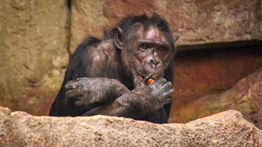 19:15: Elefant, Tiger & Co. - Spezial | MDR Fernsehen | 4/3 2026