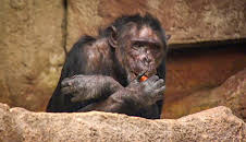 Elefant, Tiger & Co. - Spezial