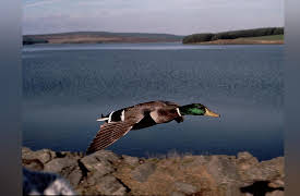 Life of Birds: Fishing for a Living