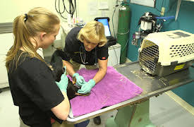 Dr. Dee: Alaska Vet: Episode 3