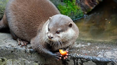 17:10: Seehund, Puma & Co. (136) | Radio Bremen | 4/8 2026