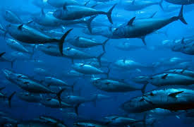 Oceanography: Exploring Earth's Final Wilderness: Whaling, Fisheries, and Farming the Ocean