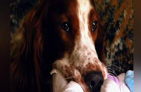 Vets in Action: Episode 10