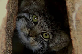 Animal Instincts: Master of the Plains