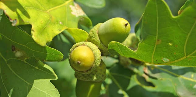 19:10: Vom Ahorn bis zur Zwiebel | ARD Alpha | 3/9 2026