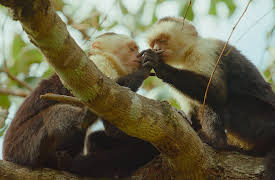 The Secret Lives of Animals: Making Friends