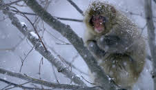 Ei iskald verd: Iskalde fjell