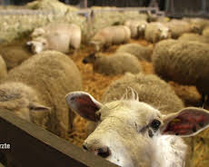 Die Tierärzte - Retter mit Herz (26/60)