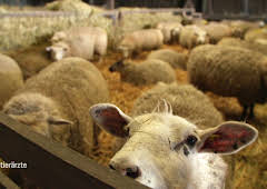 Die Tierärzte - Retter mit Herz (26)