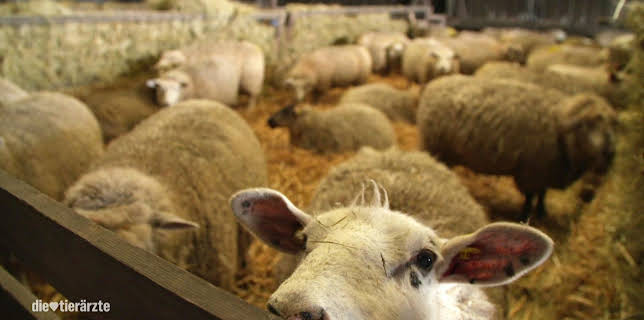 10:25: Die Tierärzte - Retter mit Herz (26) | WDR Fernsehen | 2/11 2026