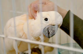 My Pet Ate What!?: Show Me the Money