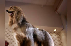 Dogs The Untold Story Season 1: Stronger Together