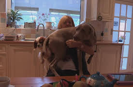 6 Puppies And Us: Episode 2