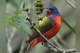 The National Geographic Guide to Birding in North America: Passerines: From Tanagers to Finches