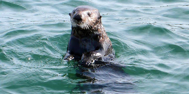 11:10 AM: Deadly 60 (S3) | CBBC | 3/20 2026