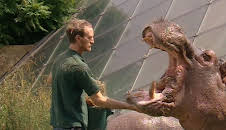 Panda, Gorilla & Co. (104)