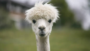 17:10: Seehund, Puma & Co. | Radio Bremen | 4/24 2026