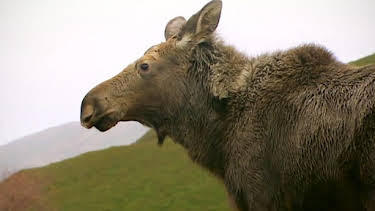 12:10 PM: Natural World | BBC Two | 10/25 2026