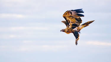 17:50: Die Wallace-Linie | Arte | 4/24 2026