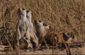 Meerkat Manor The Next Generation: The Birds