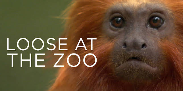 Loose at the Zoo (2007)