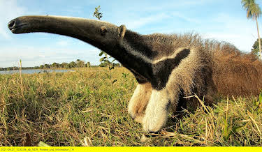17:00: Unter Raubkatzen und Ameisenbären | 3SAT | 4/20 2026