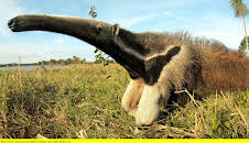 Unter Raubkatzen und Ameisenbären