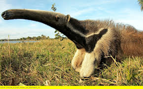 Unter Raubkatzen und Ameisenbären