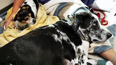 12:15: The Vet Life (S4 E3) (S4) | Animal Planet | 12/31 2025