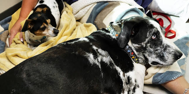 11:15: The Vet Life (S4 E3) (S4) | Animal Planet | 12/31 2025