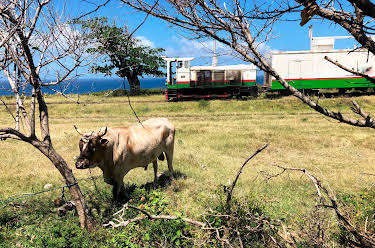 16:15: Mit dem Zug auf St. Kitts | 3SAT | 4/20 2026