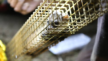 10:20: Dyrlegen i Rocky Mountain (S4 E14) (S4) | Animal Planet | 5/2 2026