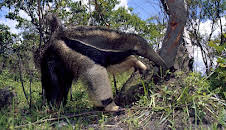 Nashorn, Zebra & Co.