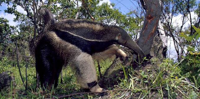 13:50: Nashorn, Zebra & Co. | WDR Fernsehen | 11/27 2025