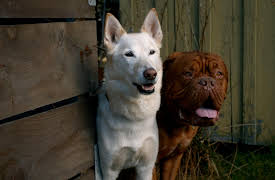 Turner & Hooch, S1: Witness Pup-Tection