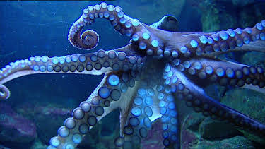 10:35: Elefant, Tiger & Co. (348) | MDR Fernsehen | 3/27 2026