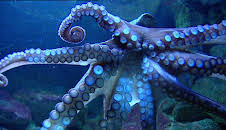 Elefant, Tiger & Co. (348)