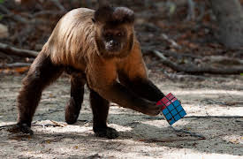 Primates, Season 1: Secrets of Survival