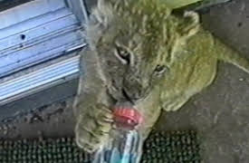Funniest Pets and People: Season 1: Episode 201