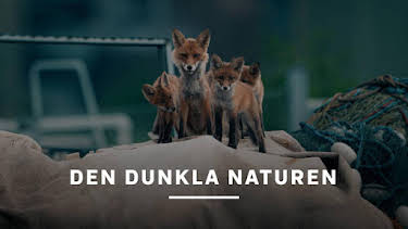 19:00: Den dunkla naturen | SVT2 | 7/3 2026