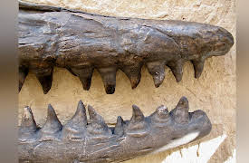 The Lost Sea Expedition: Rio Grande