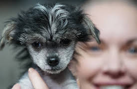 Amanda To The Rescue:  Life's A Dog Beach