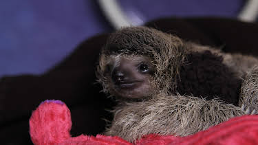 01:53: Meet The Sloths (S1 E4) (S1) | Animal Planet | 4/12 2026