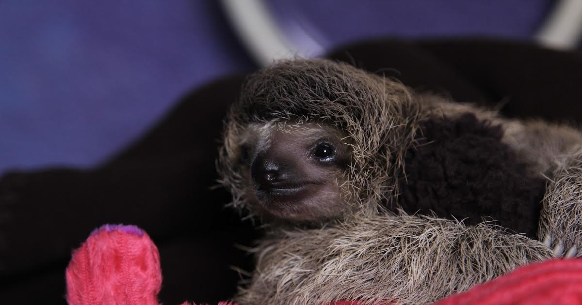 12/4 01:53 | Meet The Sloths på Animal Planet