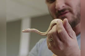 Scaled Season 1: Samurai Snake Territory