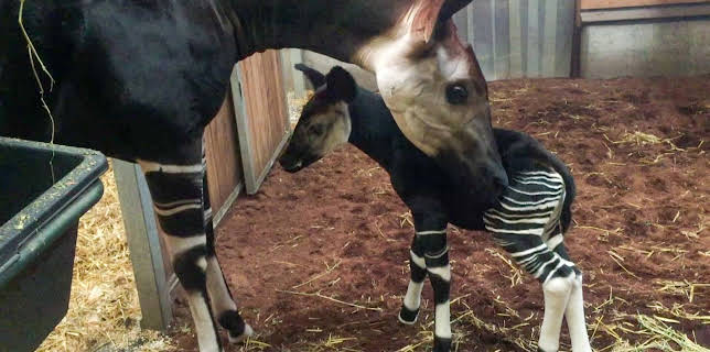 10:35: Elefant, Tiger & Co. (315) | MDR Fernsehen | 2/10 2026