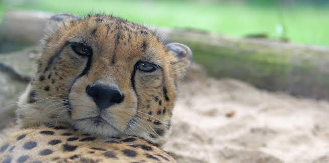 05:55: Giraffe, Erdmännchen & Co. (185) | HR Fernsehen | 3/3 2026