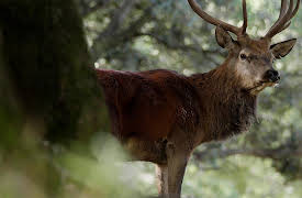 Land of River and Peaks: The Cévennes - Hidden Beauty in the South of France
