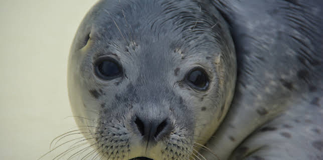 11:00: Seehund, Puma & Co | BR Fernsehen | 1/19 2026