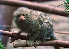 Elefant, Tiger & Co. (330)